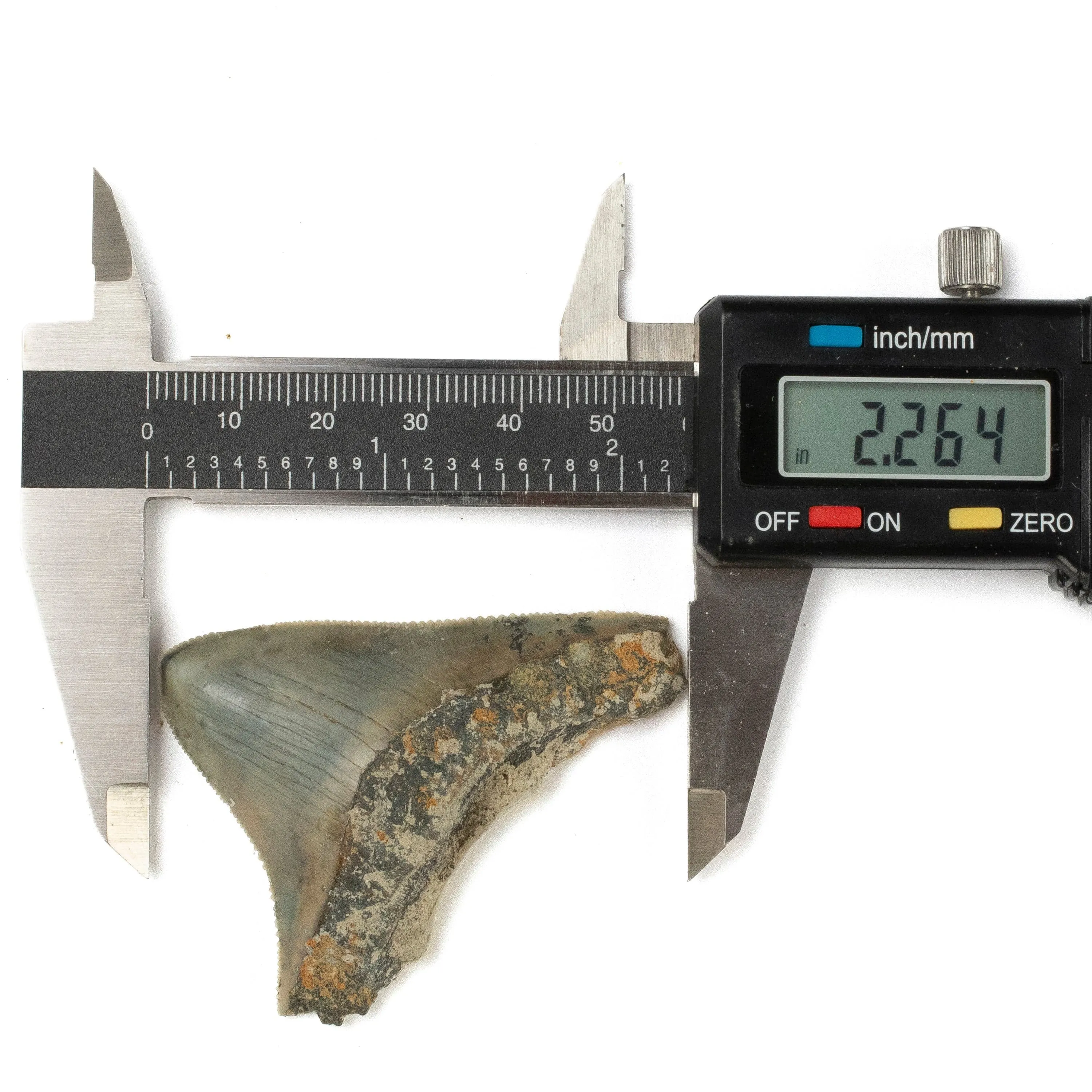 Natural Megalodon Tooth from Indonesia - 2.2