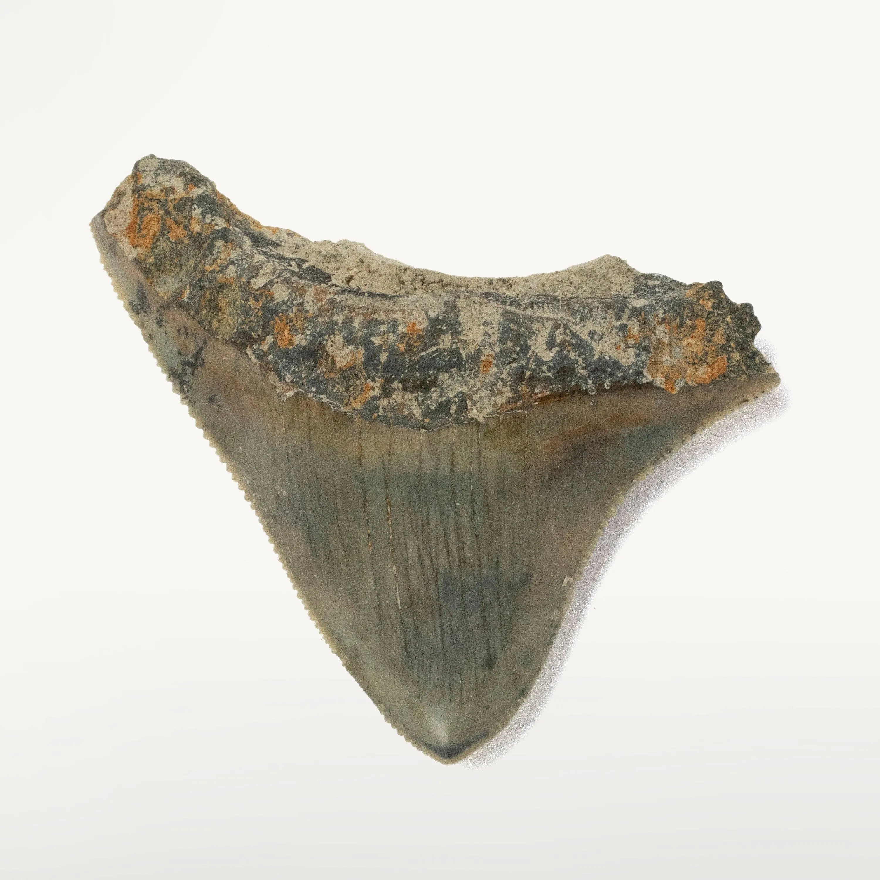 Natural Megalodon Tooth from Indonesia - 2.2