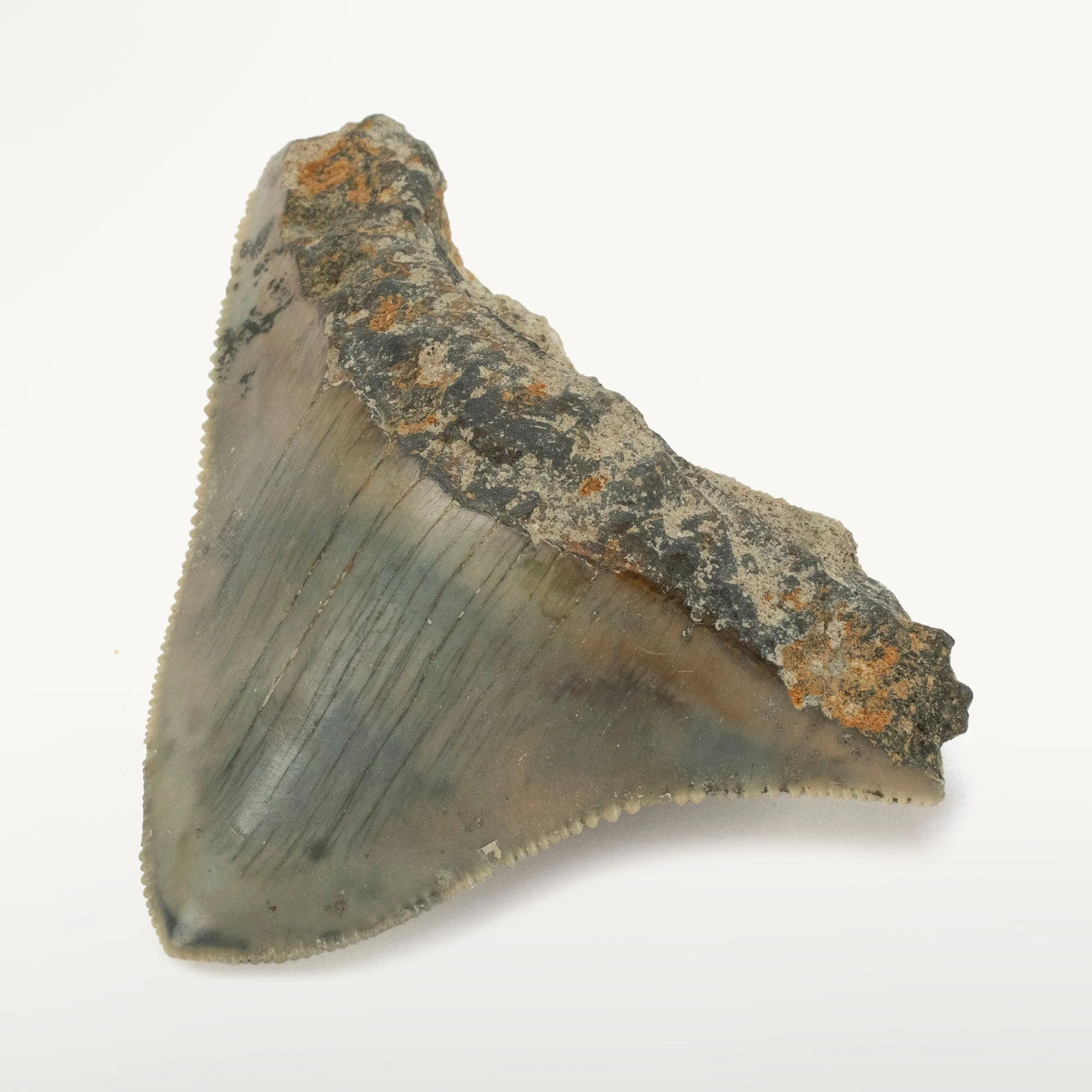 Natural Megalodon Tooth from Indonesia - 2.2