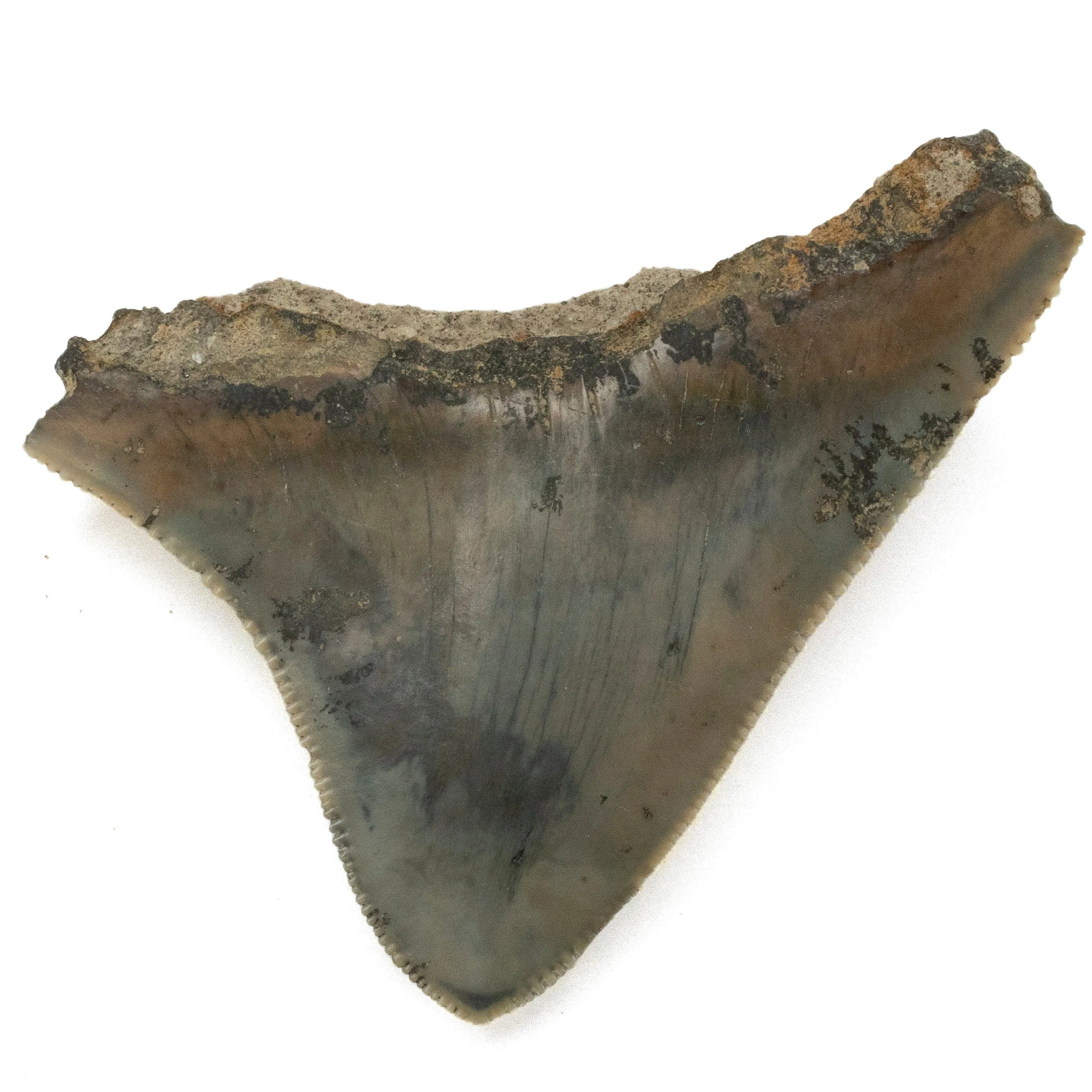 Natural Megalodon Tooth from Indonesia - 2.2